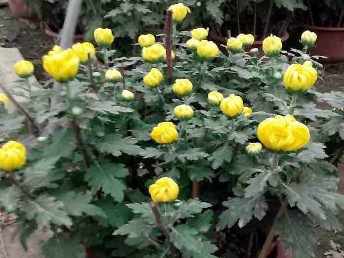 國慶菊