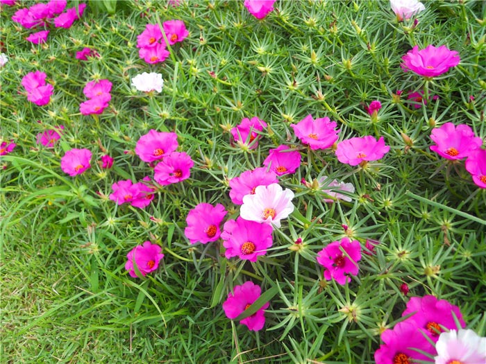 太陽花
