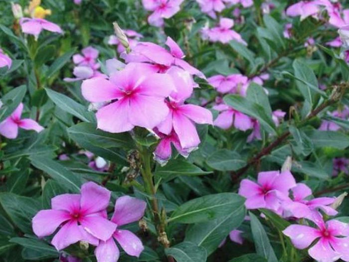 長春花