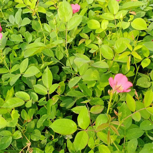 如何讓豐花月季一根枝條冒4個花苞