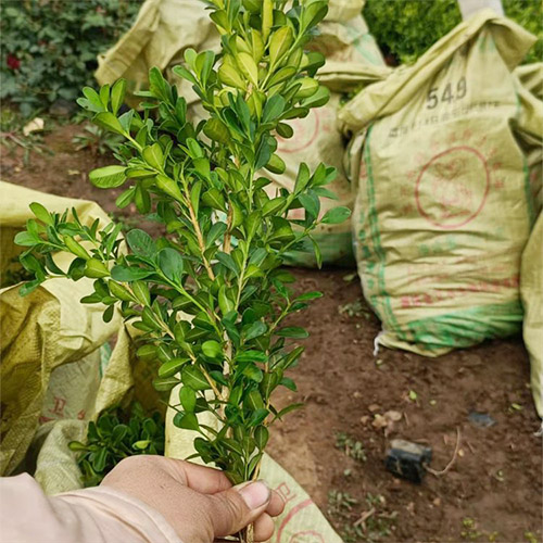 草花種植基地告訴您種植草花要注意的細節問題