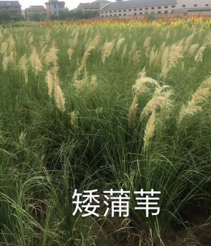 矮蒲葦