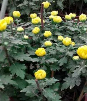 國慶菊