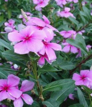 長春花