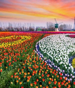 郁金香花海