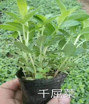 千屈菜